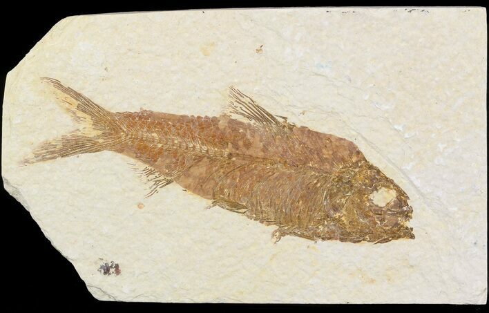 Bargain Knightia Fossil Fish - Wyoming #48178